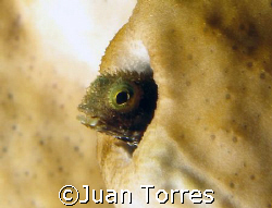 Peek-a-boo by Juan Torres 